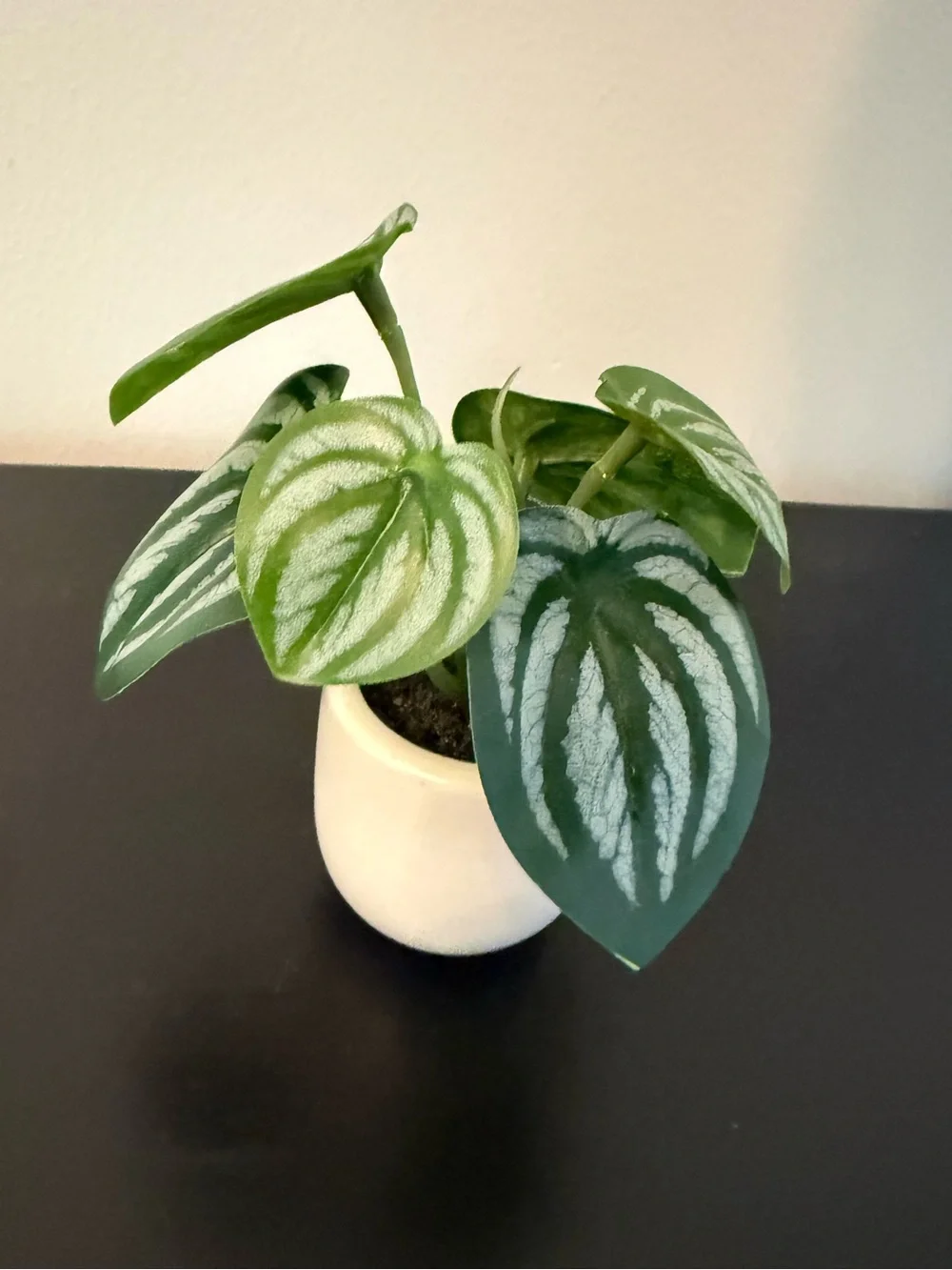 Mini Watermelon Peperomia in Green and Cream - Decorative Home Accent Plant